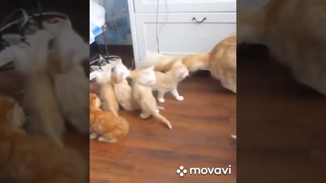😂😂Приколы Смешно до боли в животе👌 смотреть онлайн