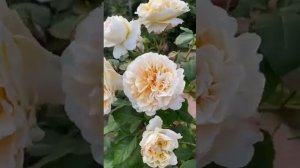 Роза Мисс Файн. Первое правило розовода. Приглашаю в Tel