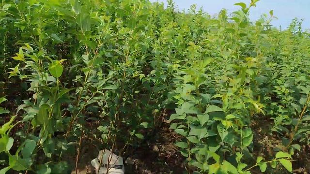 25 августа окулировка черешни на подвой всл2