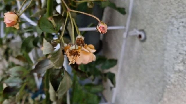 #GhislainedeFeligonde #ГислендеФелигонд совершенная #рамблер #mul