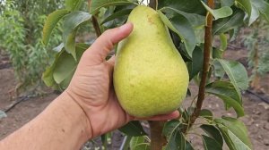 Груша Мадам Бале