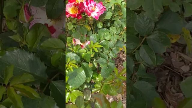 16 июня 2024 роза Крейзи фо Ю