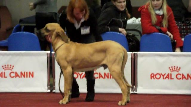 FILA BRASILEIRO BERRADOR DEVOTADO FORASTEIRO ВЫСТАВКА 19 МАРТА 2011 смотреть онлайн
