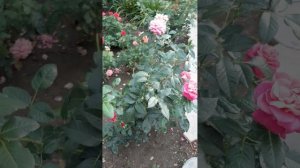 Роза Сурир де Довиль