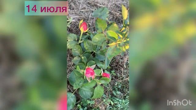 Роза срезочная Винтаж: от черенка до сентября смотреть онлайн