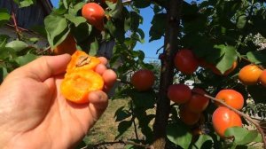 Абрикос ХАРОСТАР. Очень высокая морозостойкость и уро