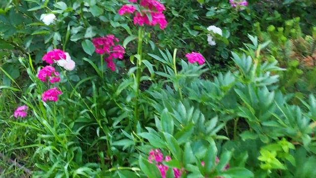 27июня24гЦветут розы.Чикаго Пис Пассион Ситроен,Сурир д