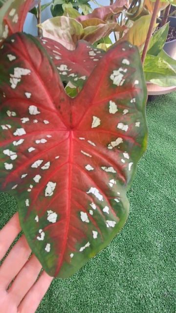 Яркий каладиум смотреть онлайн