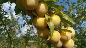 Обзор сорта крупноплодной АЛЫЧИ "Мара"