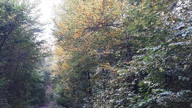 ДАЧНИКИ/ МОЙ СТИХ ,,ОСЕНЬ" 🍂🍁🍁🍂 смотреть онлайн