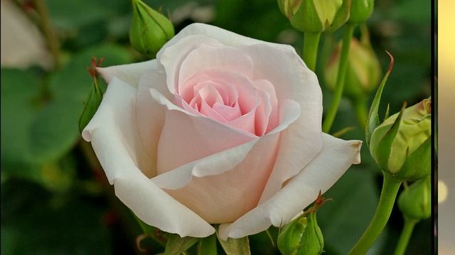 С Днем Рождения Душевное поздравление Музыкальная от?