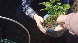 Новый способ посадки 🥔 картошки!И картошка под солом?