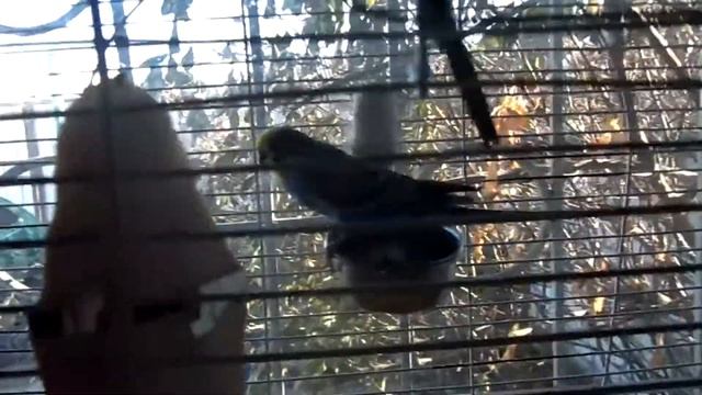 32.Новости канала. Мы ждем котят??? смотреть онлайн