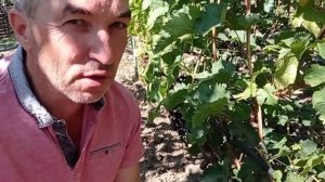 @Кишмиш АРАРАТ, Джавелін, Ламборджині. Гергель про сор?