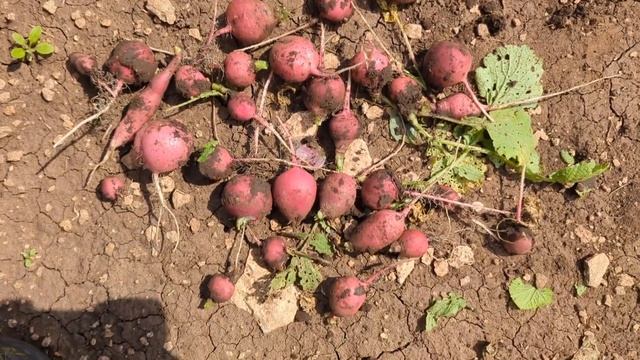 Конец июля. Начинаю собирать урожай. Обрываю листья ка