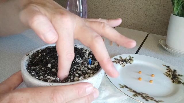 Сажаю семена сансевиерий #сансевиерия #snakeplant  #sansevieria