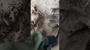 Магнитометр Гефест-4/Коп черного металла в летнем поле