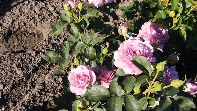 Троянда Лав Сонг