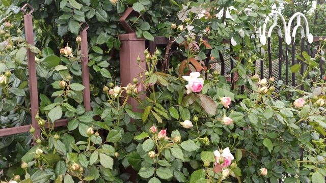 Как пережили розы ураганный дождь. смотреть онлайн