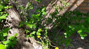 Когда начинает плодоносить прививка дерева