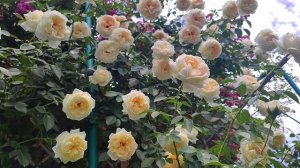 Где посмотреть на сорта роз? Роза Мон Жарден э ма Мэзон