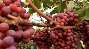 Виноград кишмиш Щелкунчик.