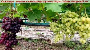 Парад сортов на 27.07.24 года - виноград ТРИУМФ  окрашиван?