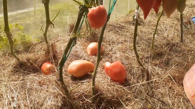 Урожай томатов 2024. Тещин язык. смотреть онлайн