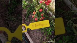 Обзор томатов Сердце Баварии и Бычье сердце оранжевое