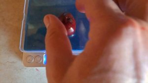 Черешня "Сказка".Обзор.