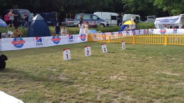 07.06.14 Новороссийск, САС!В, ам.кокер, ЛС смотреть онлайн