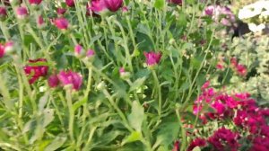 хризантема мультифлора Лакі пурпл