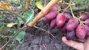 Гф Квазар очень красивый и сладкий виноград селекции ?