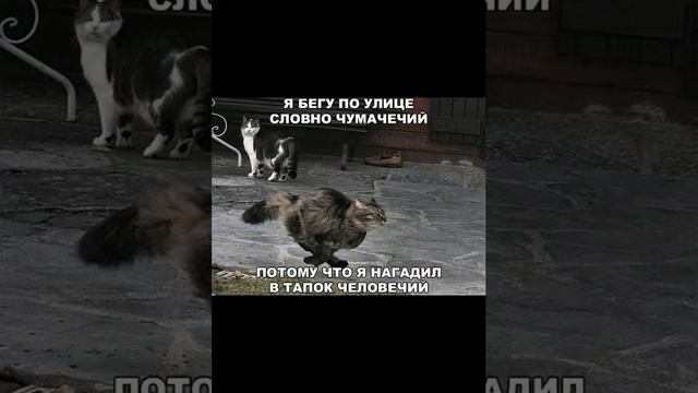 Убойные приколы. смотреть онлайн