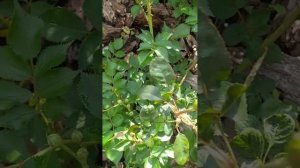 роза Блю Маджента 12 июня 24г