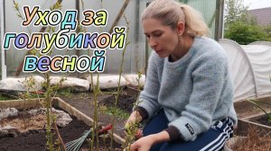 Голубика садовая: как правильно удобрить голубику весной и чем подкислить почву.