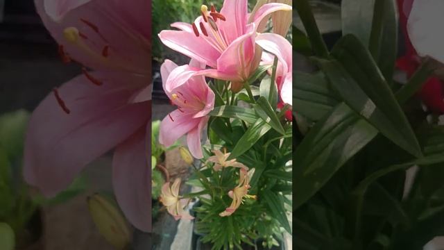 красота с негавящевым запахом .Ульяновск 89510985650 ольга смотреть онлайн