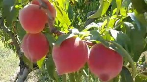 Персик Кондор. Peach Candor. Легендарний, смачний промислов?