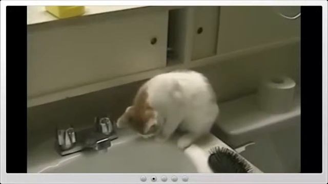 Котика напугали смотреть онлайн