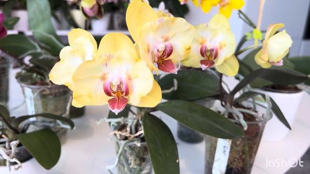 Весеннее цветение! Phal: Rainbow SON, Sand River, Luna Rose, OX Diamond, Cherry Blo