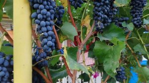 Кишмиш Джой. 2024