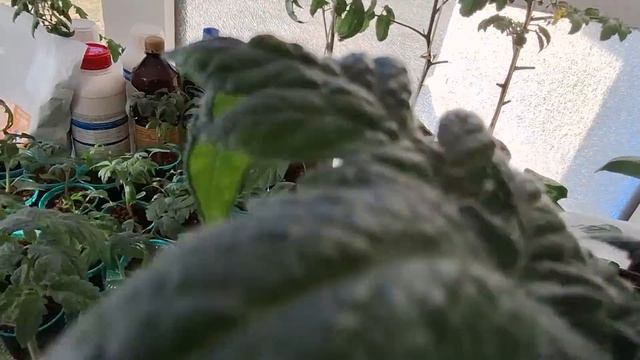 "Шеф, всё пропало!!"?? смотреть онлайн