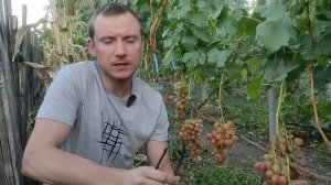 Виноград Прерия, Красная Роза и новинка Кузьмич 2024