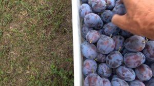 Слива ВИЖЕН: крупная и вкусная