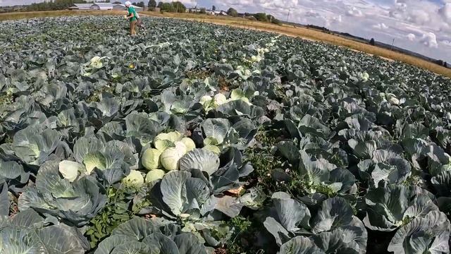 31.07.2024. Продолжение уборка капусты Ферро F1.