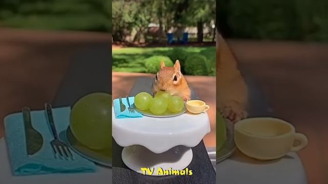 🐕 Выставка котов! 😺 Подборка смешных видео с животны