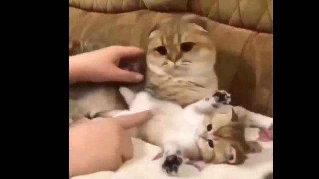 Я РЖАЛ долго / ПРИКОЛЫ С КОТАМИ И ДРУГИМИ ЖИВОТНЫМИ / СМЕШНЫЕ КОШКИ И СОБАКИ | Part 3 смотреть онлайн