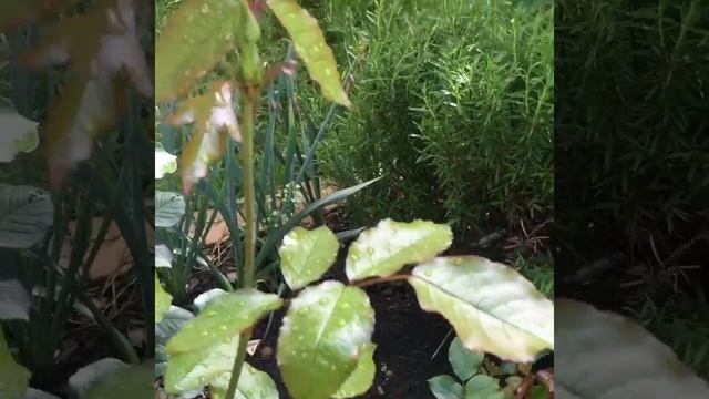 Роза Stephen Rulo (Стивен Руло). William E. Chaney США, 2008г. смотреть онлайн