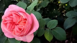 РОЗА МАДЕМУАЗЕЛЬ МЕЙЯН (Mademoiselle Meilland) | Обзор сорта Маде