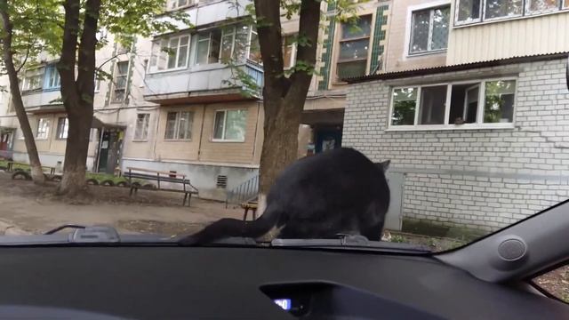 КОТОПОЗИТИВ. Приколы с Котами. Небольшая перемена для любителей рукоделия. смотреть онлайн